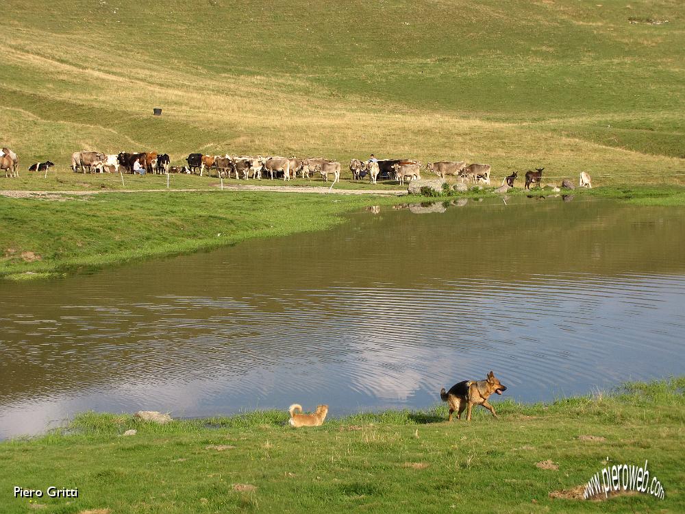 73 Bejby e Lola tentati di fare un altro bagno.jpg
